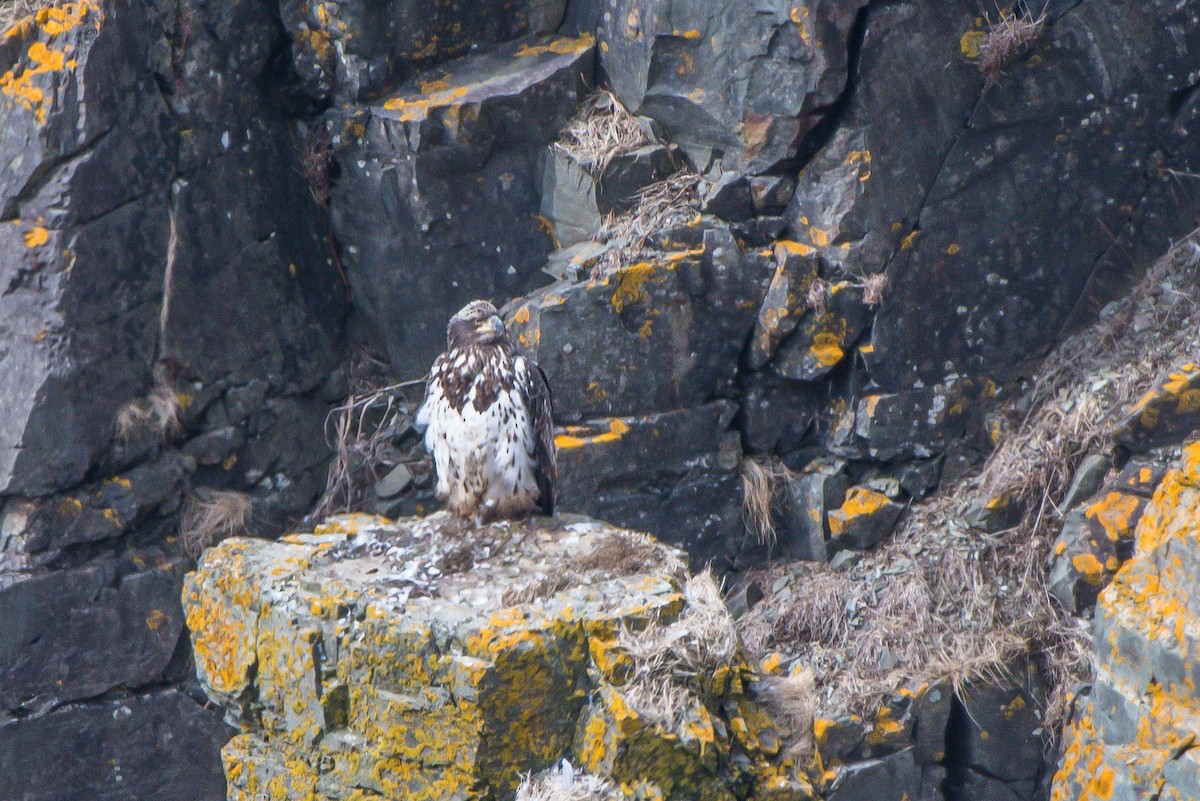 Bald Eagle - ML150829871