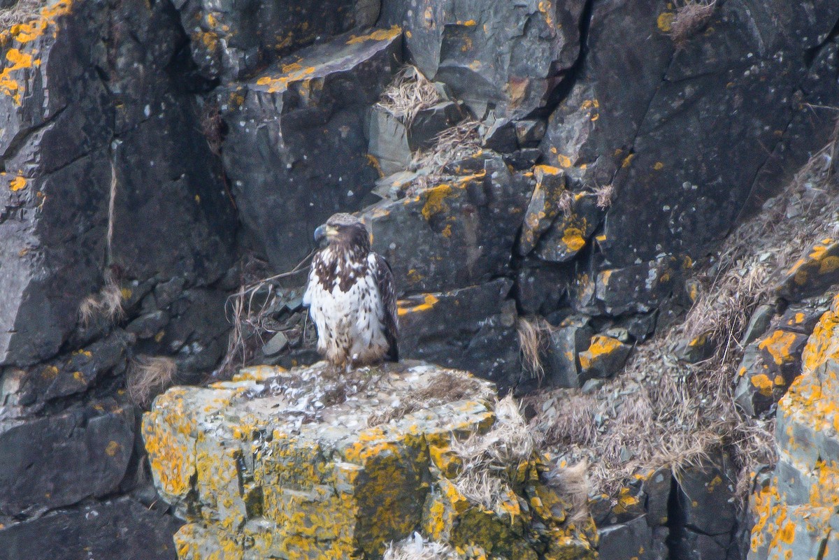 Weißkopf-Seeadler - ML150829911