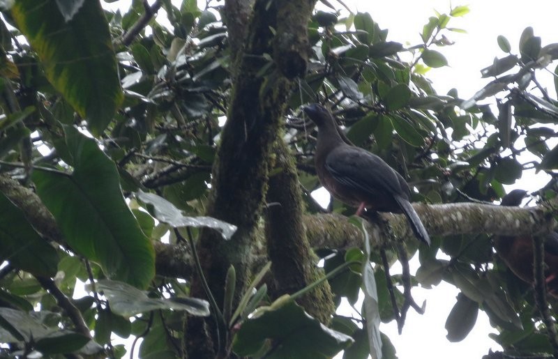 Sickle-winged Guan - ML150830011