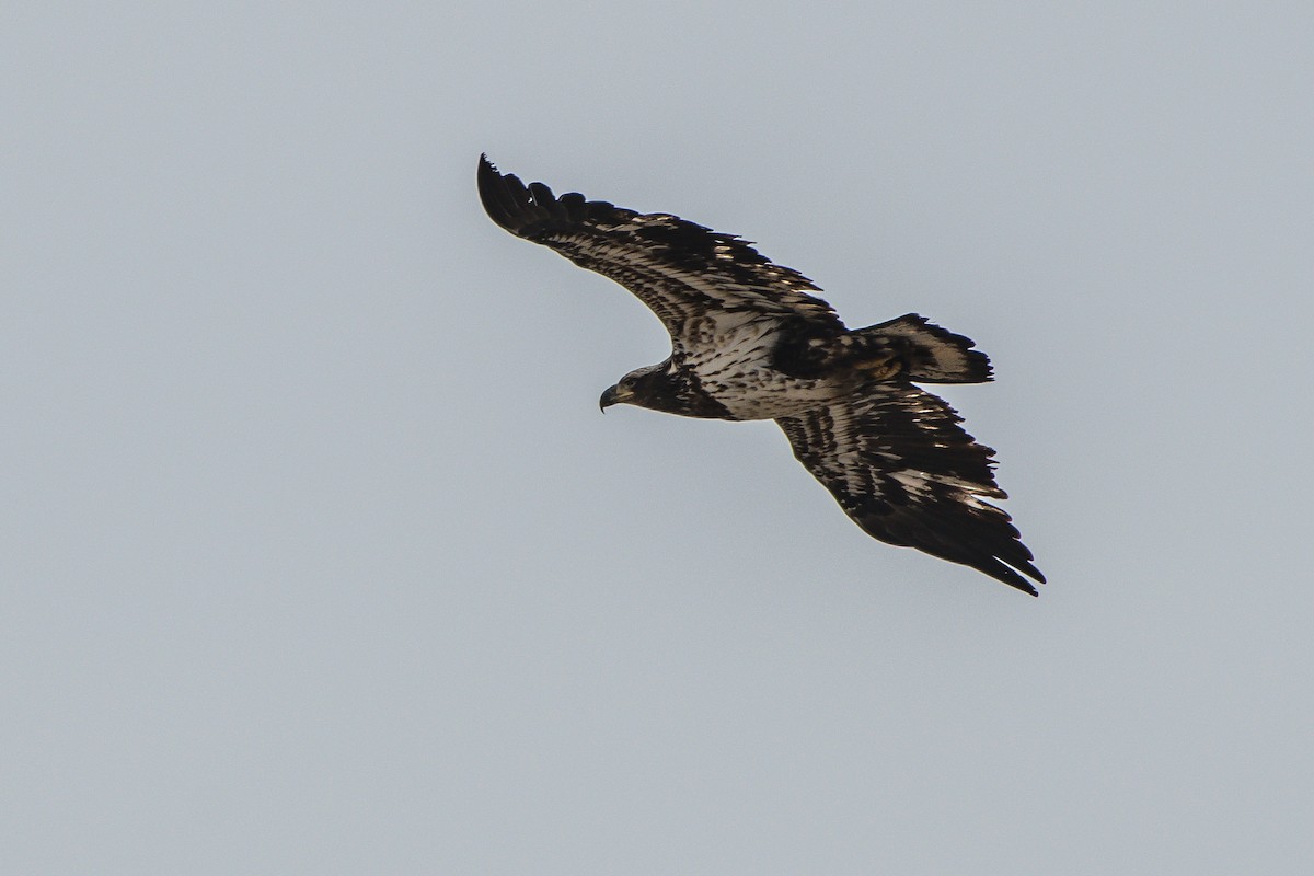 Bald Eagle - Frank King