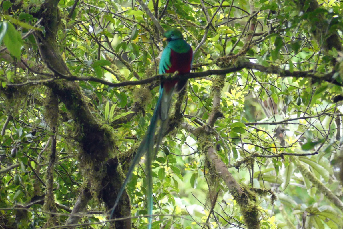 Quetzal resplendissant - ML150831111