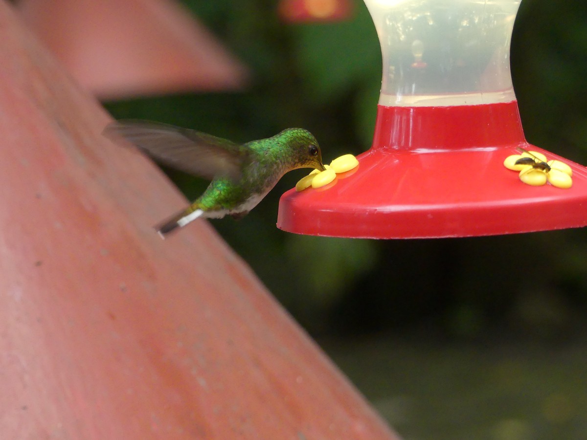 kolibřík měděnohlavý - ML150831661