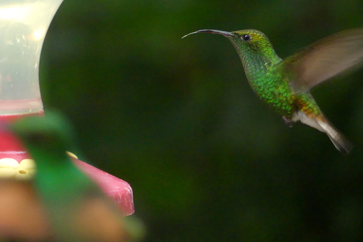 Colibri à tête cuivrée - ML150831671