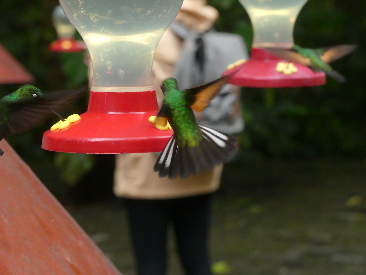 kolibřík páskoocasý - ML150831891