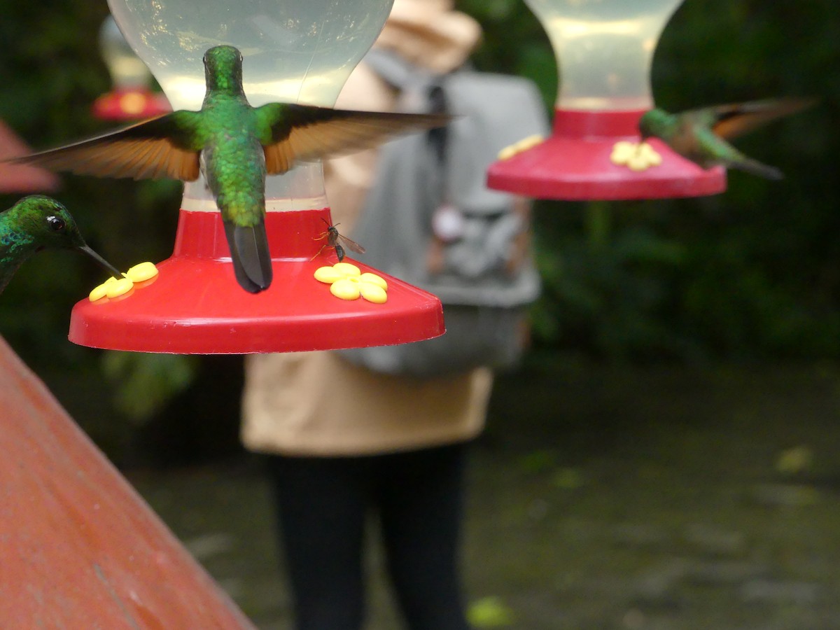 kolibřík páskoocasý - ML150832001