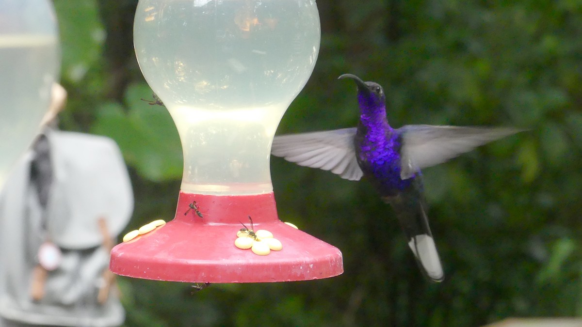 kolibřík fialkový - ML150832341