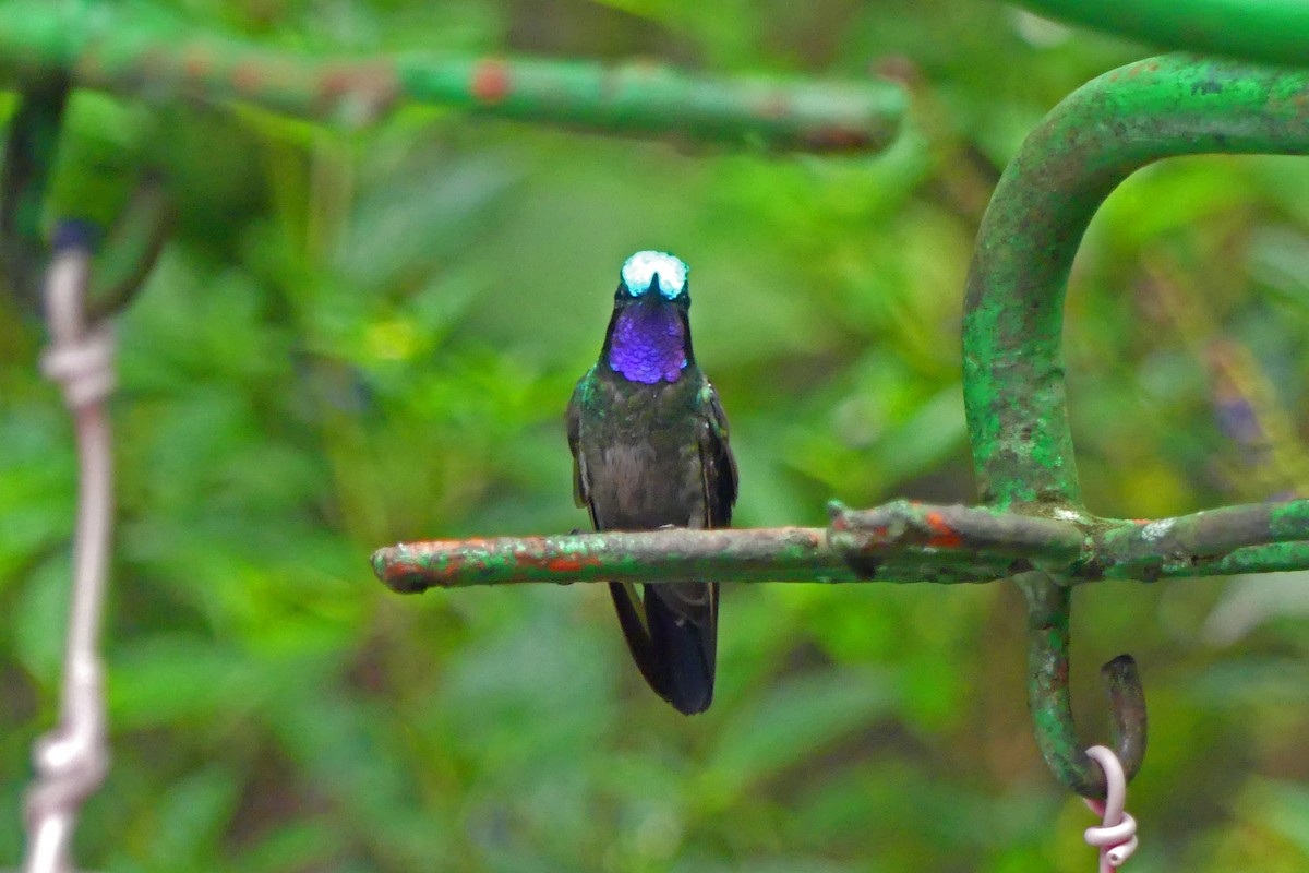 kolibřík fialovohrdlý - ML150834081