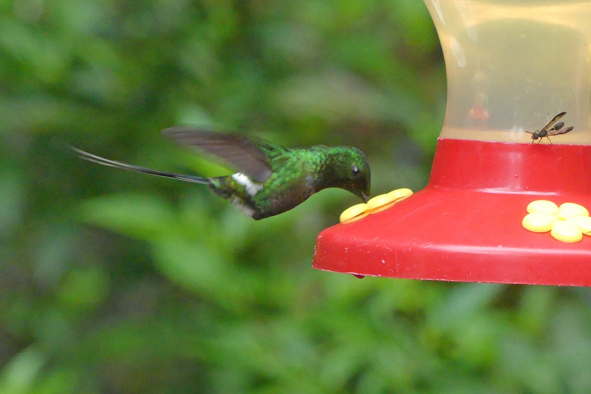 kolibřík trnoocasý - ML150834391