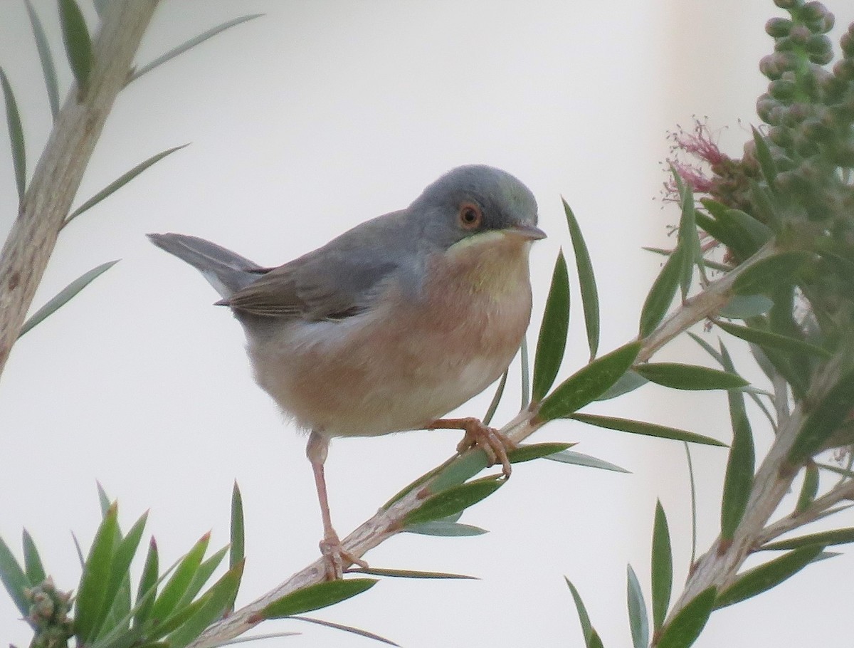 Western/Eastern Subalpine Warbler - ML150834991