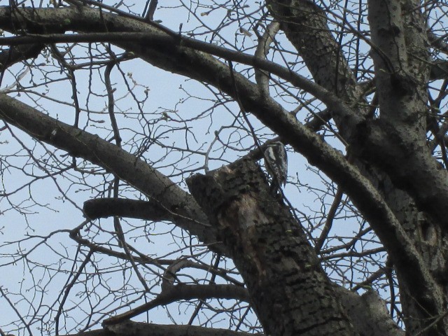 Yellow-bellied Sapsucker - ML150836701