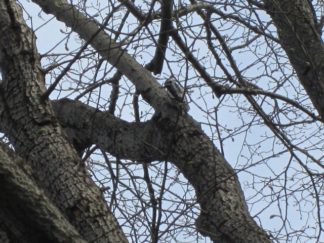 Yellow-bellied Sapsucker - ML150836711