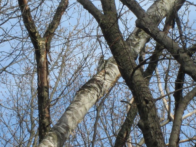Yellow-bellied Sapsucker - ML150837621
