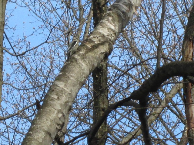 Yellow-bellied Sapsucker - ML150837641
