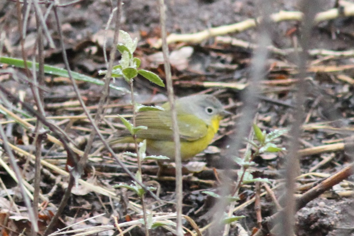 Nashville Warbler - ML150837871