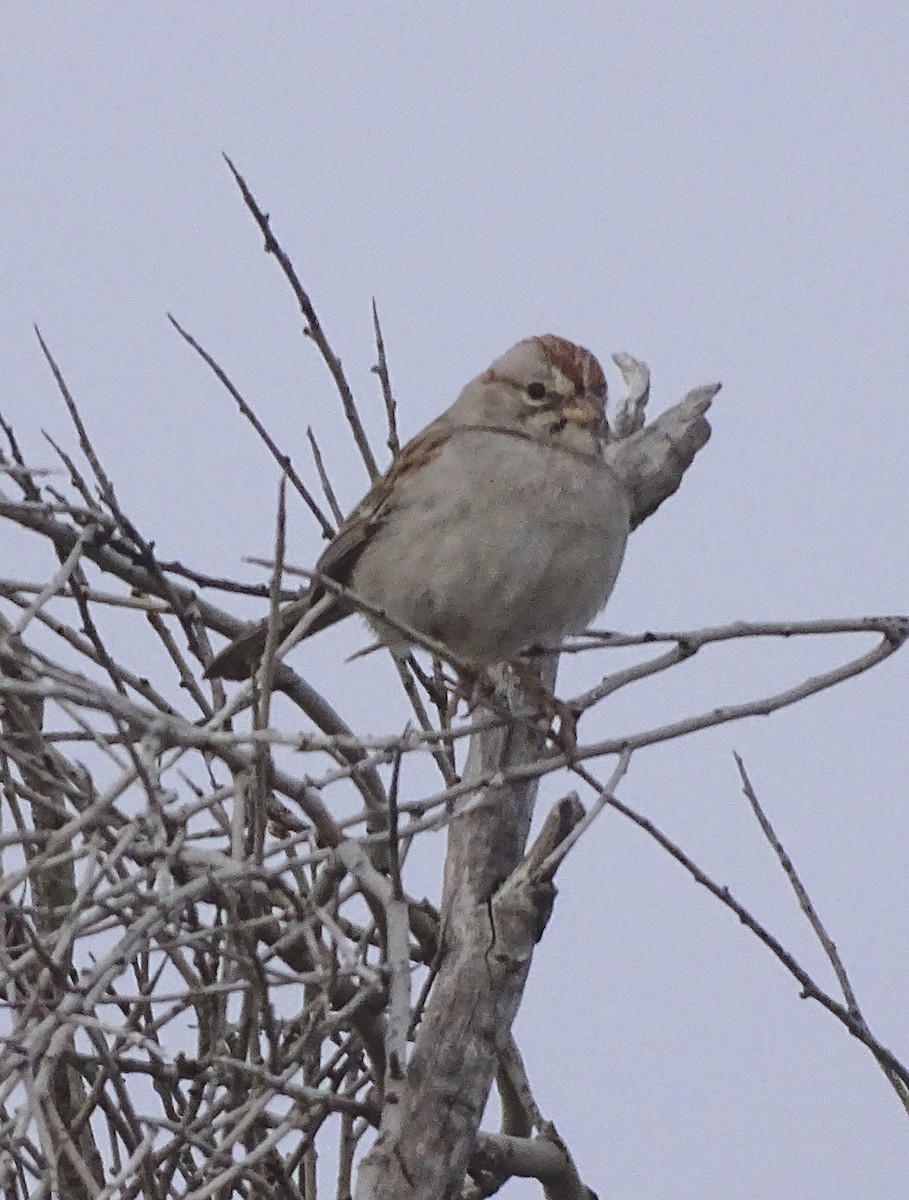 Rufous-winged Sparrow - ML150840391