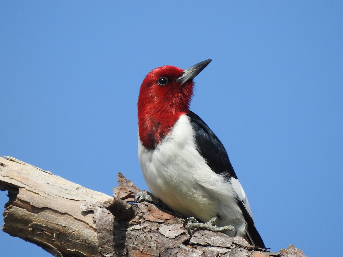 Red-headed Woodpecker - ML150842431