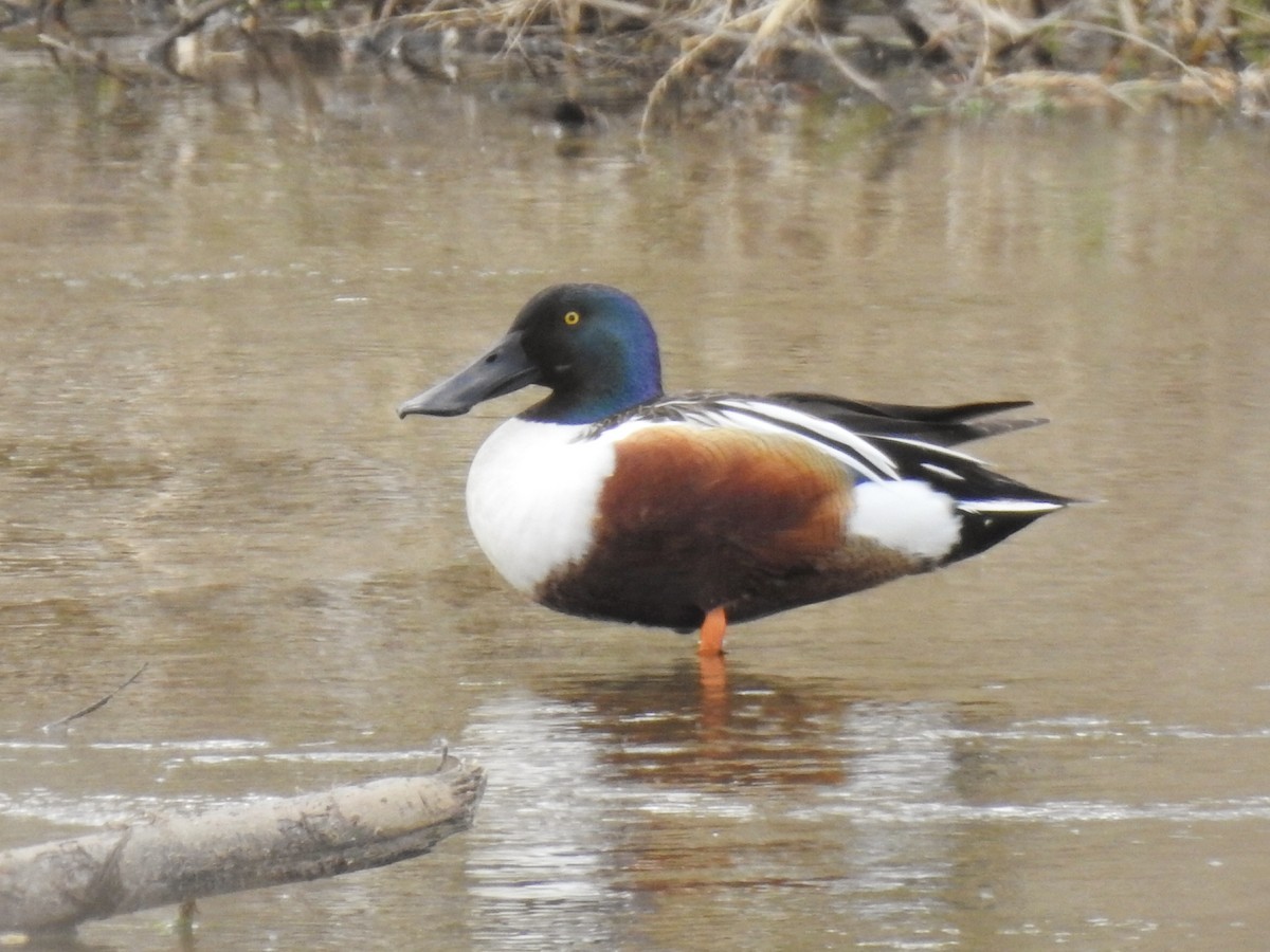 Northern Shoveler - Joel Gilb