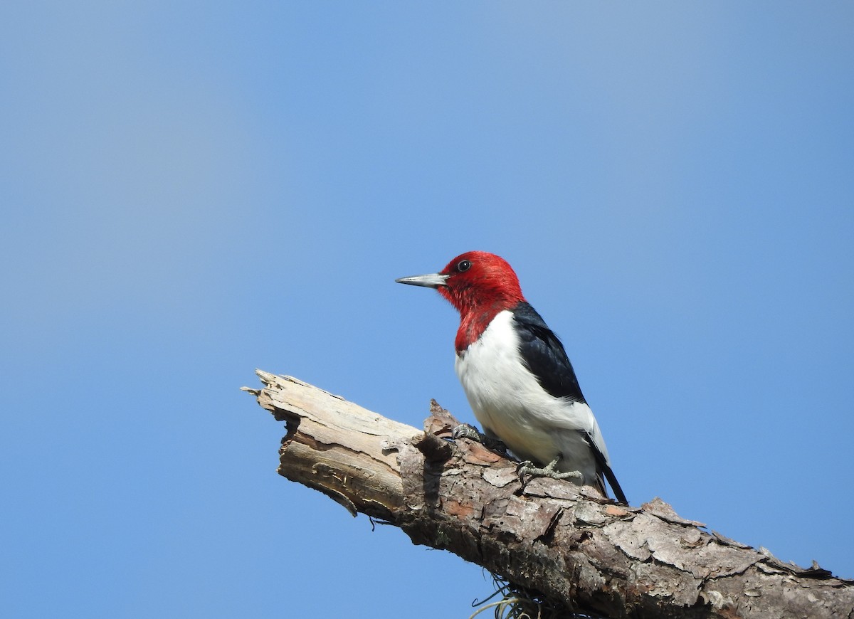 Red-headed Woodpecker - ML150843701