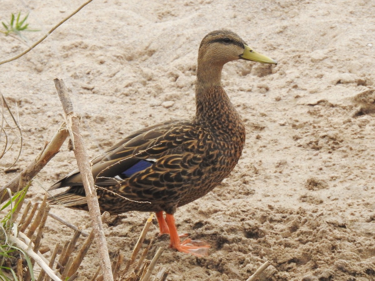 Mexican Duck - ML150843941