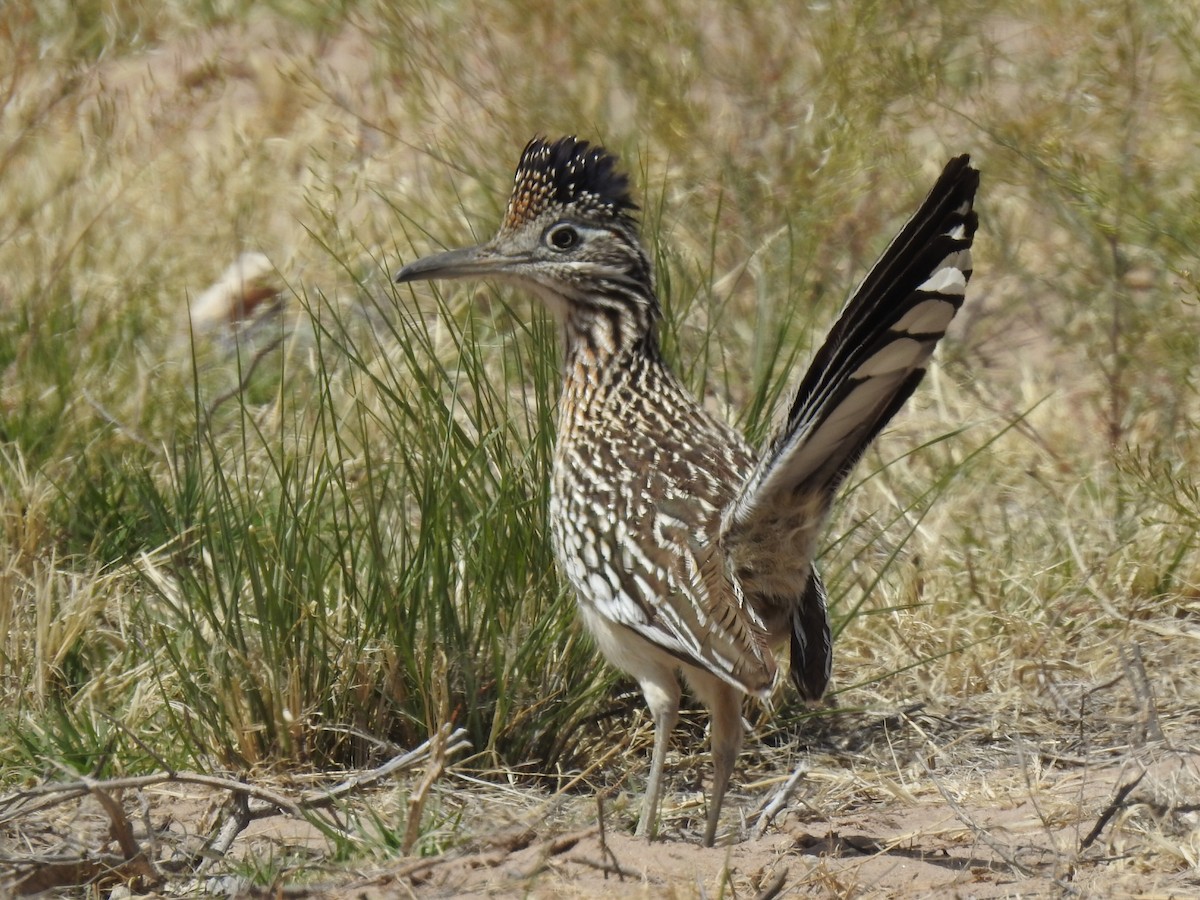 Greater Roadrunner - ML150844091