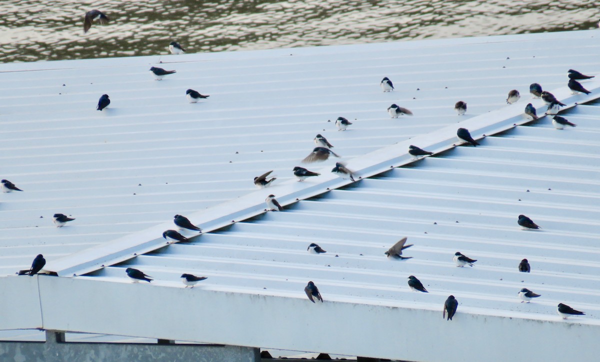 Golondrina Bicolor - ML150844101