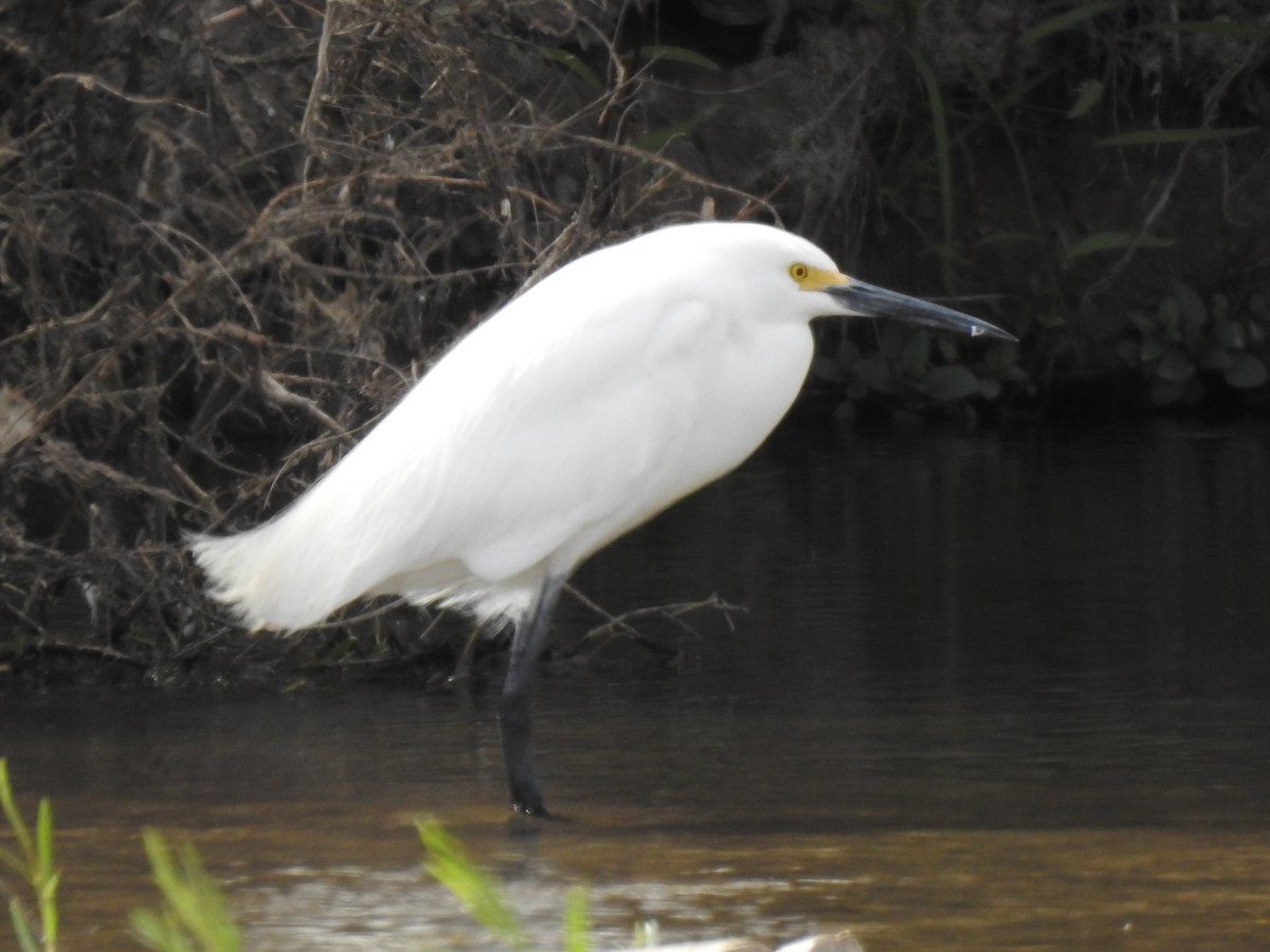 Snowy Egret - ML150844361