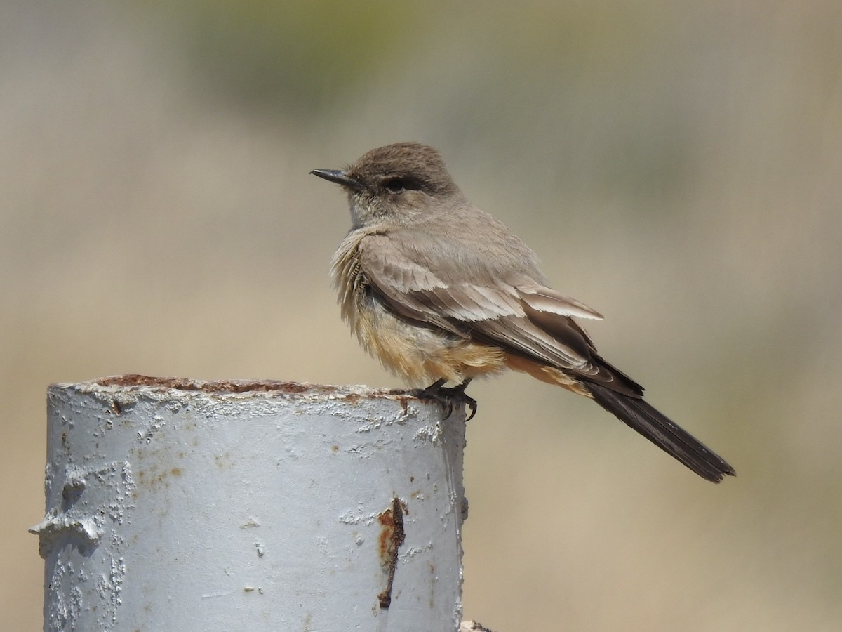 Say's Phoebe - ML150844581