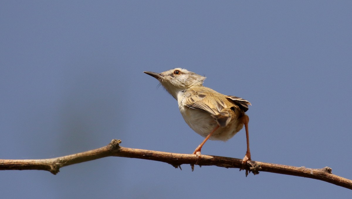 vannprinia - ML150844811