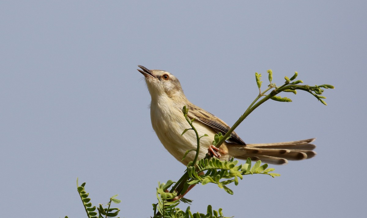 River Prinia - ML150844941