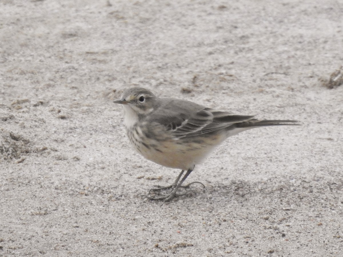 American Pipit - ML150845101