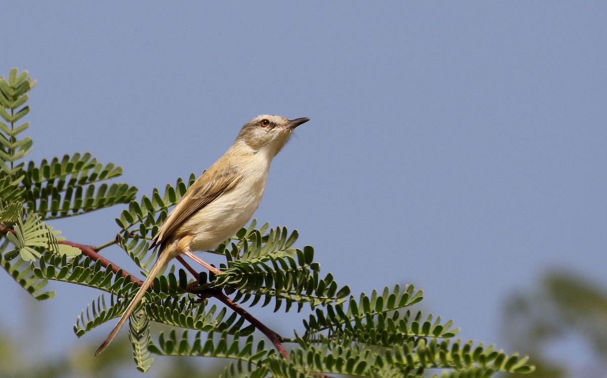 River Prinia - Jay McGowan