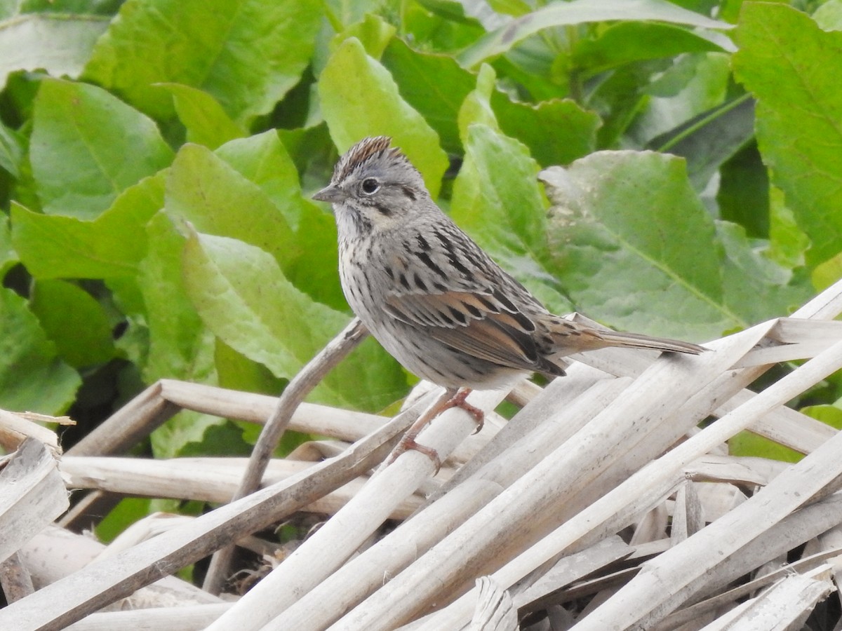 Lincoln's Sparrow - ML150845191