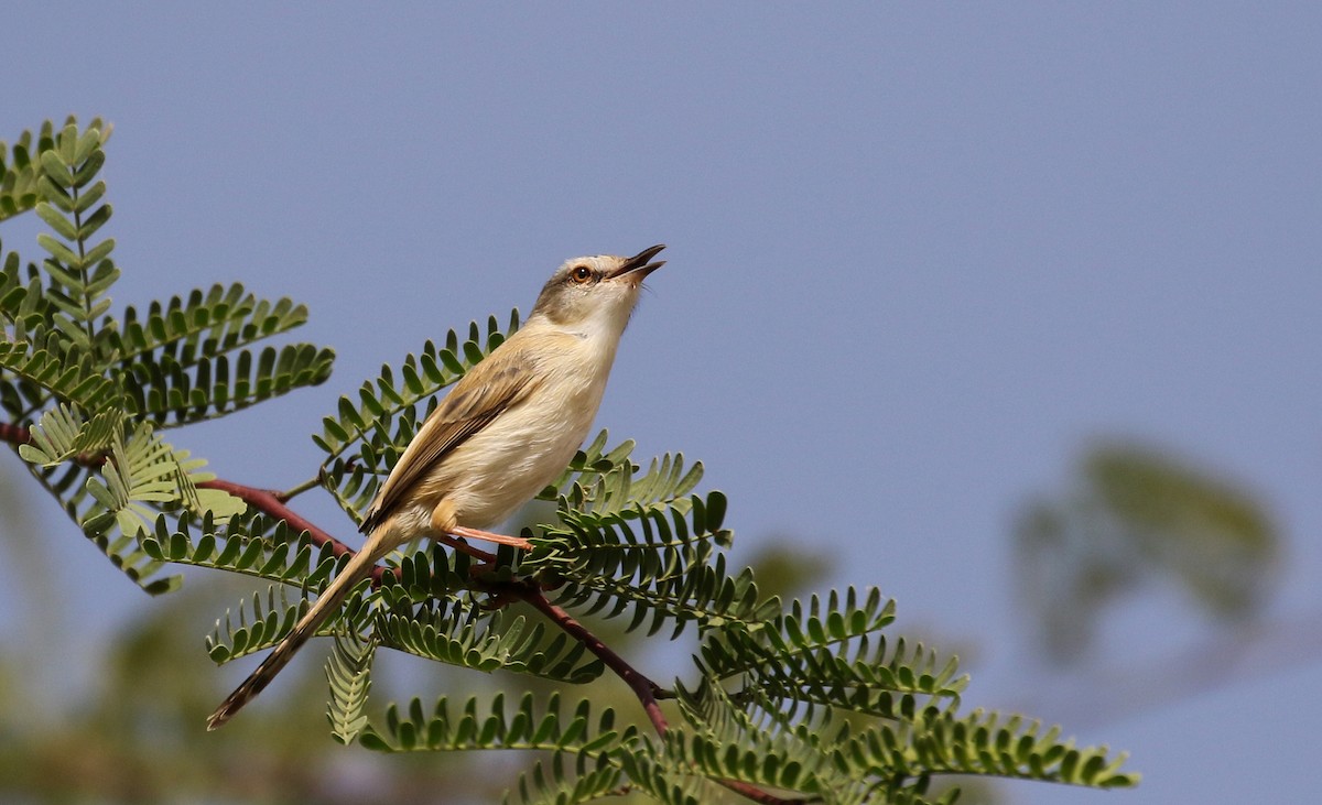 River Prinia - ML150845221