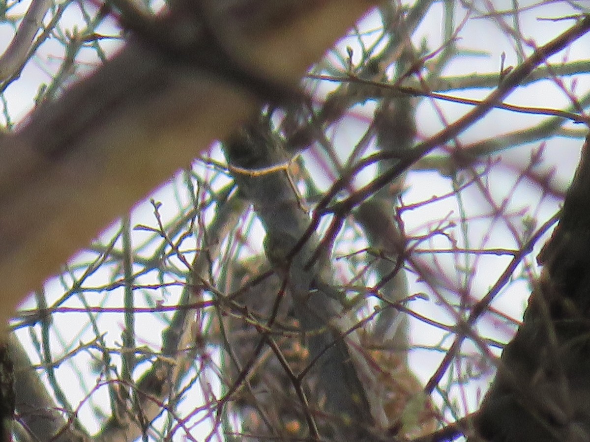 Barred Owl - ML150845401