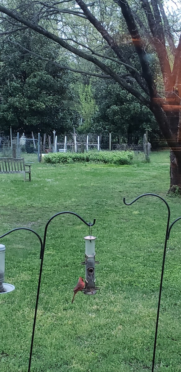 Northern Cardinal - ML150845871