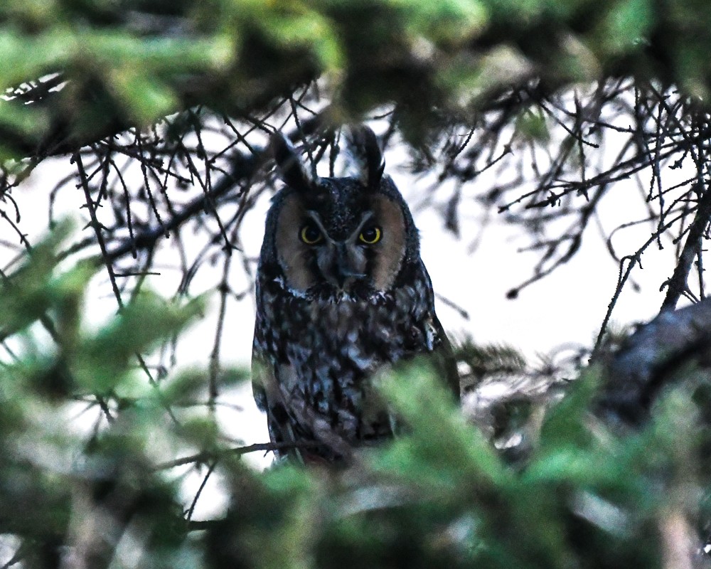Long-eared Owl - josh Ketry