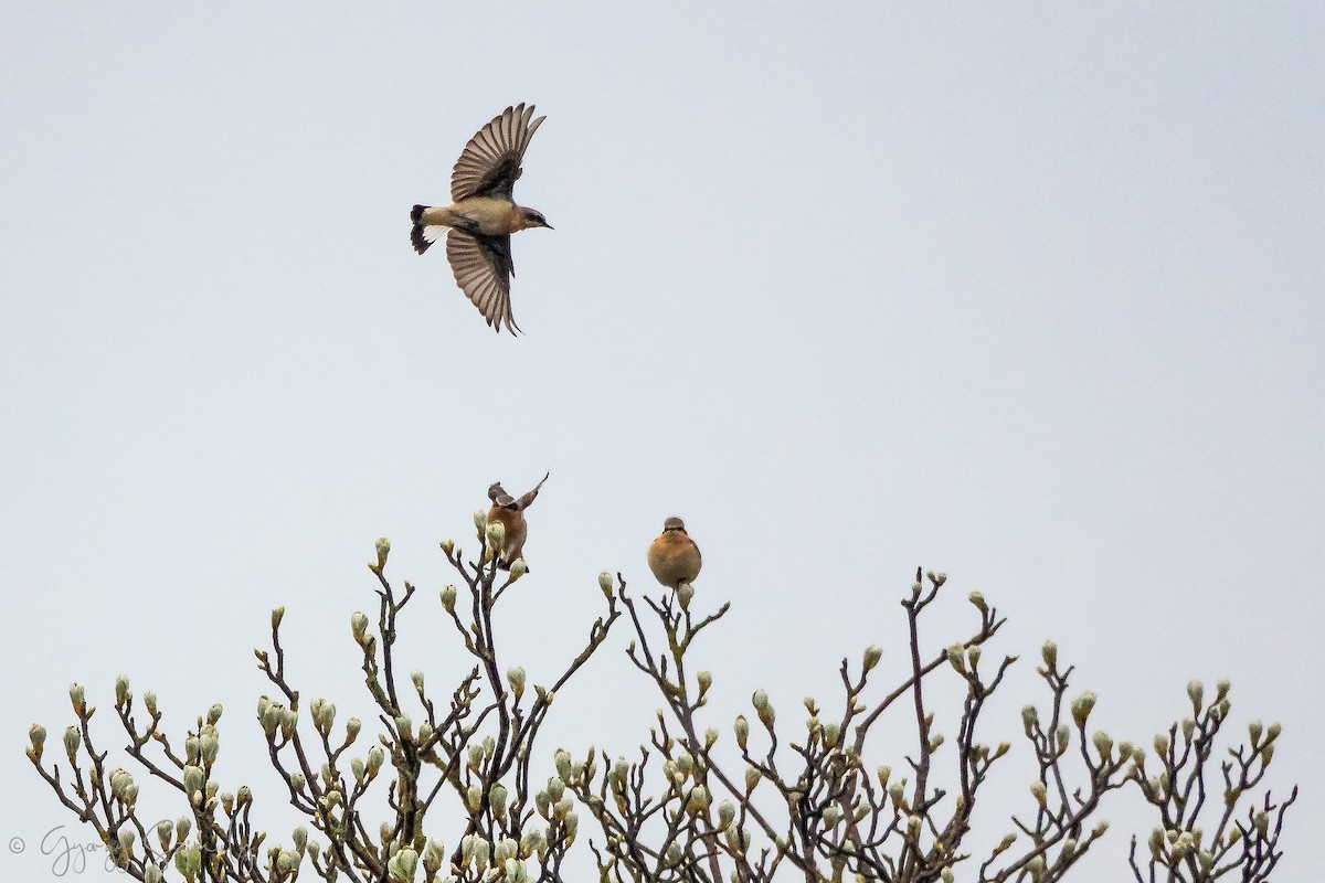 ハシグロヒタキ（oenanthe／libanotica） - ML150849761