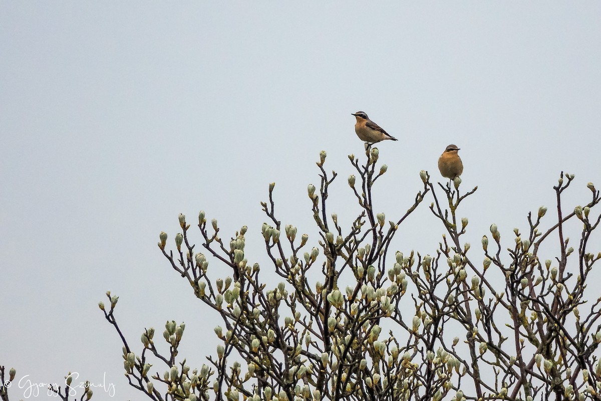 ハシグロヒタキ（oenanthe／libanotica） - ML150849801