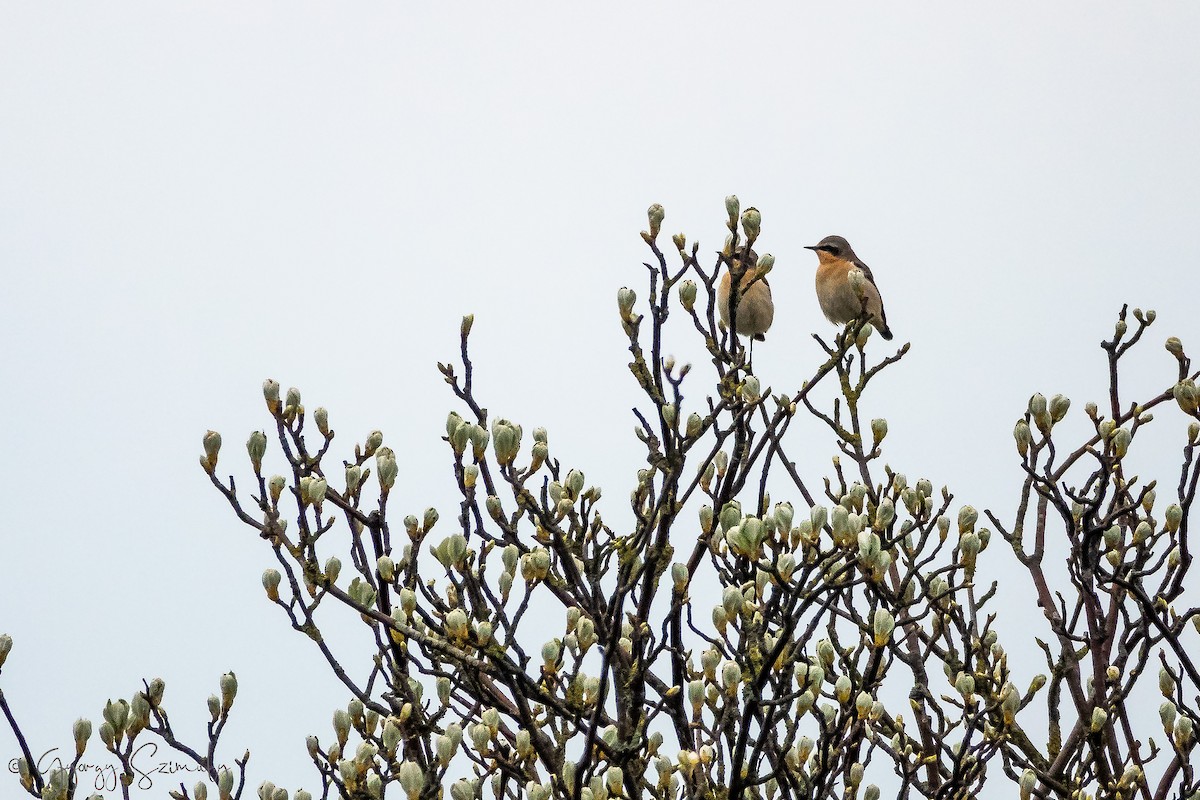 ハシグロヒタキ（oenanthe／libanotica） - ML150849811