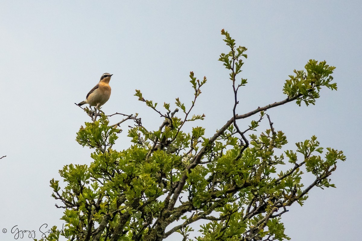 Northern Wheatear (Eurasian) - ML150849871