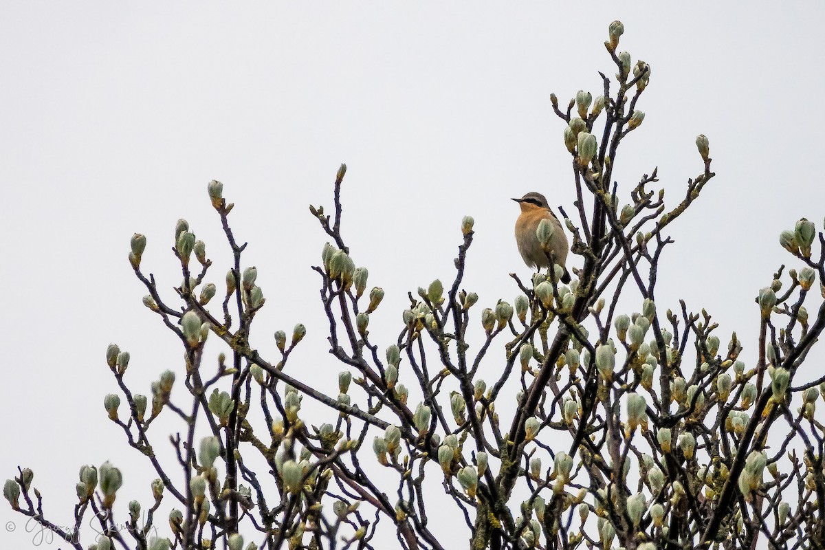 Northern Wheatear (Eurasian) - ML150849901