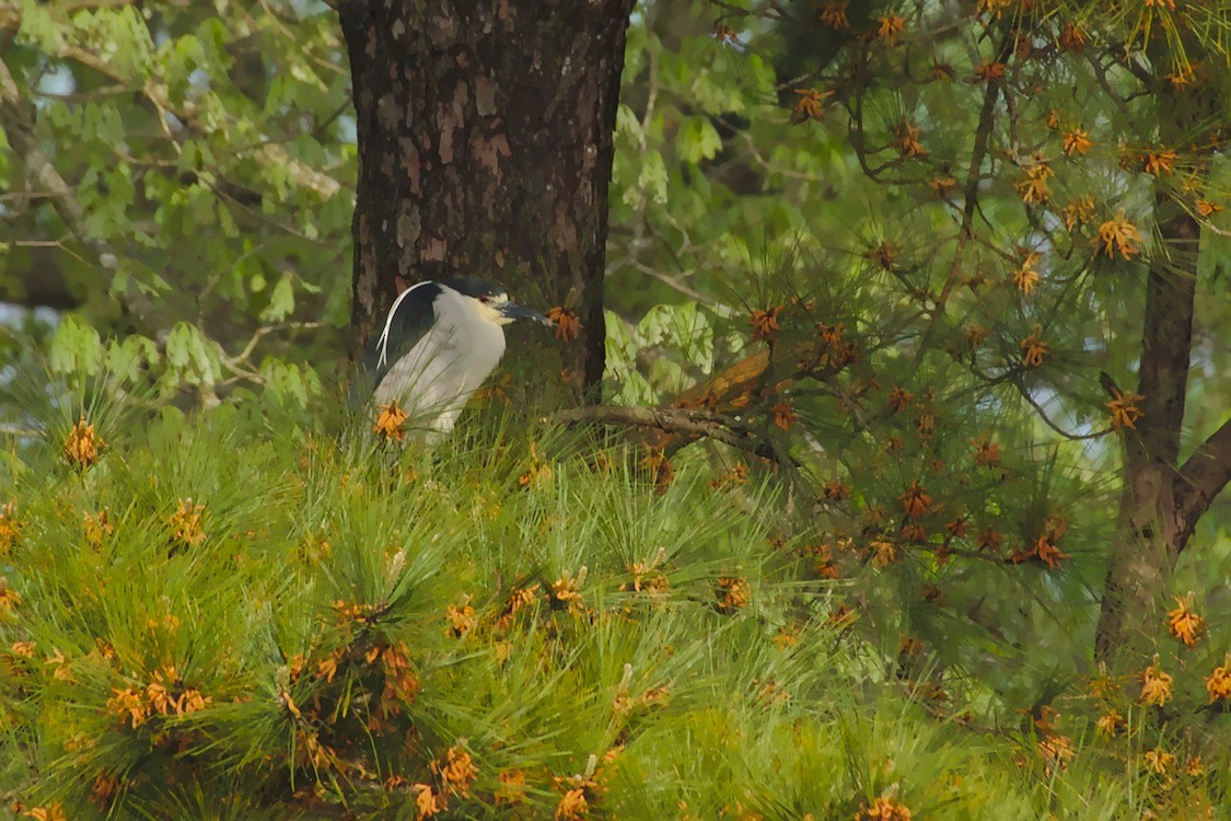 Black-crowned Night Heron - ML150850261