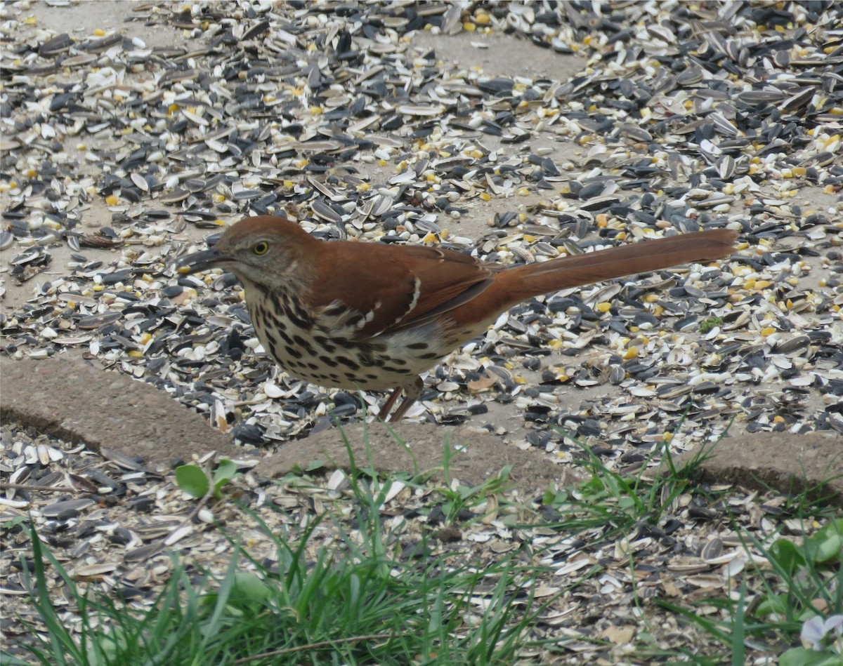 Brown Thrasher - ML150850291