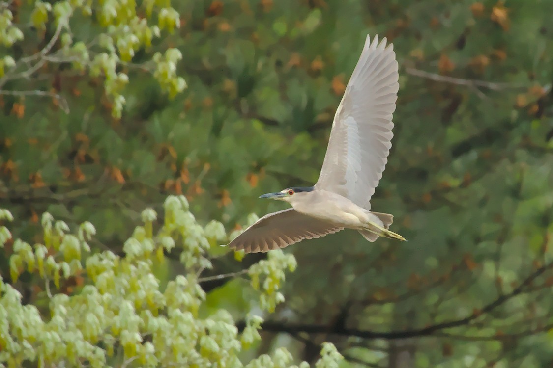 Black-crowned Night Heron - Dale Lambert