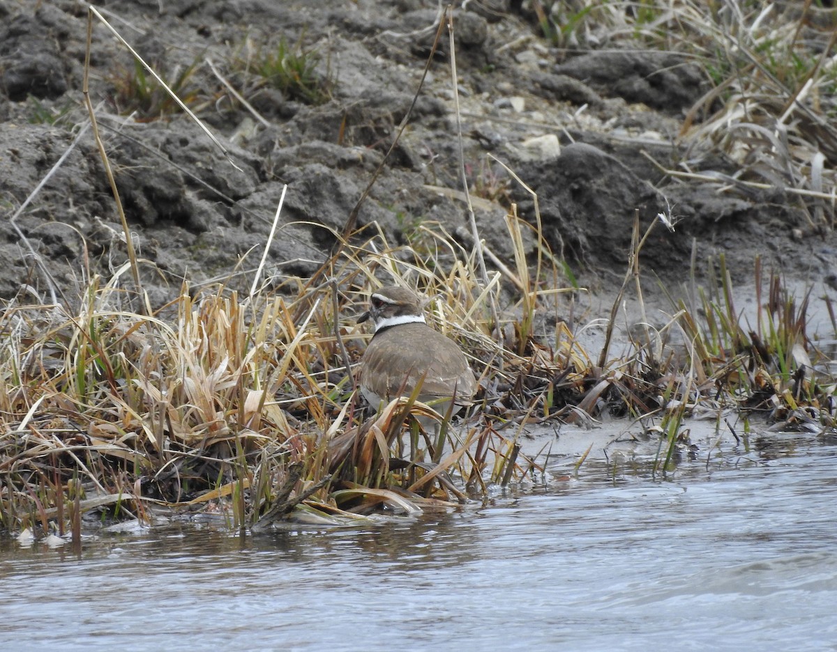 Killdeer - ML150850451