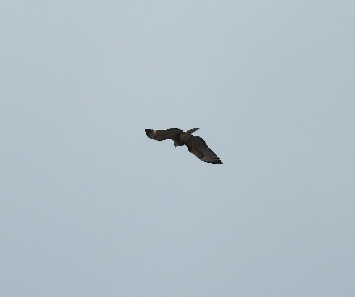 Red-tailed Hawk - Shane Sater