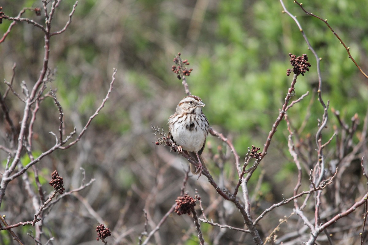 Song Sparrow - ML150851941