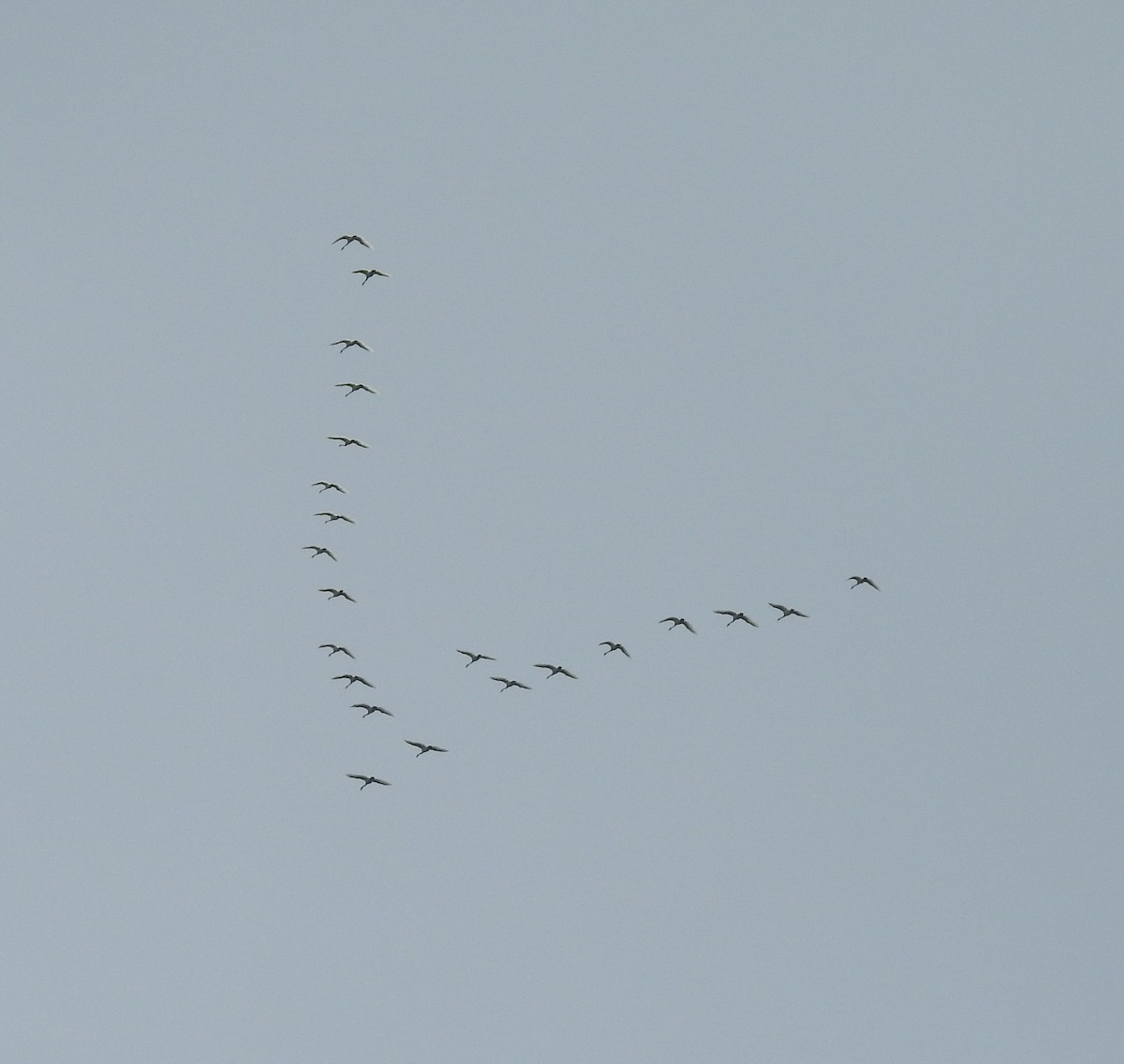 Trumpeter Swan - Shane Sater