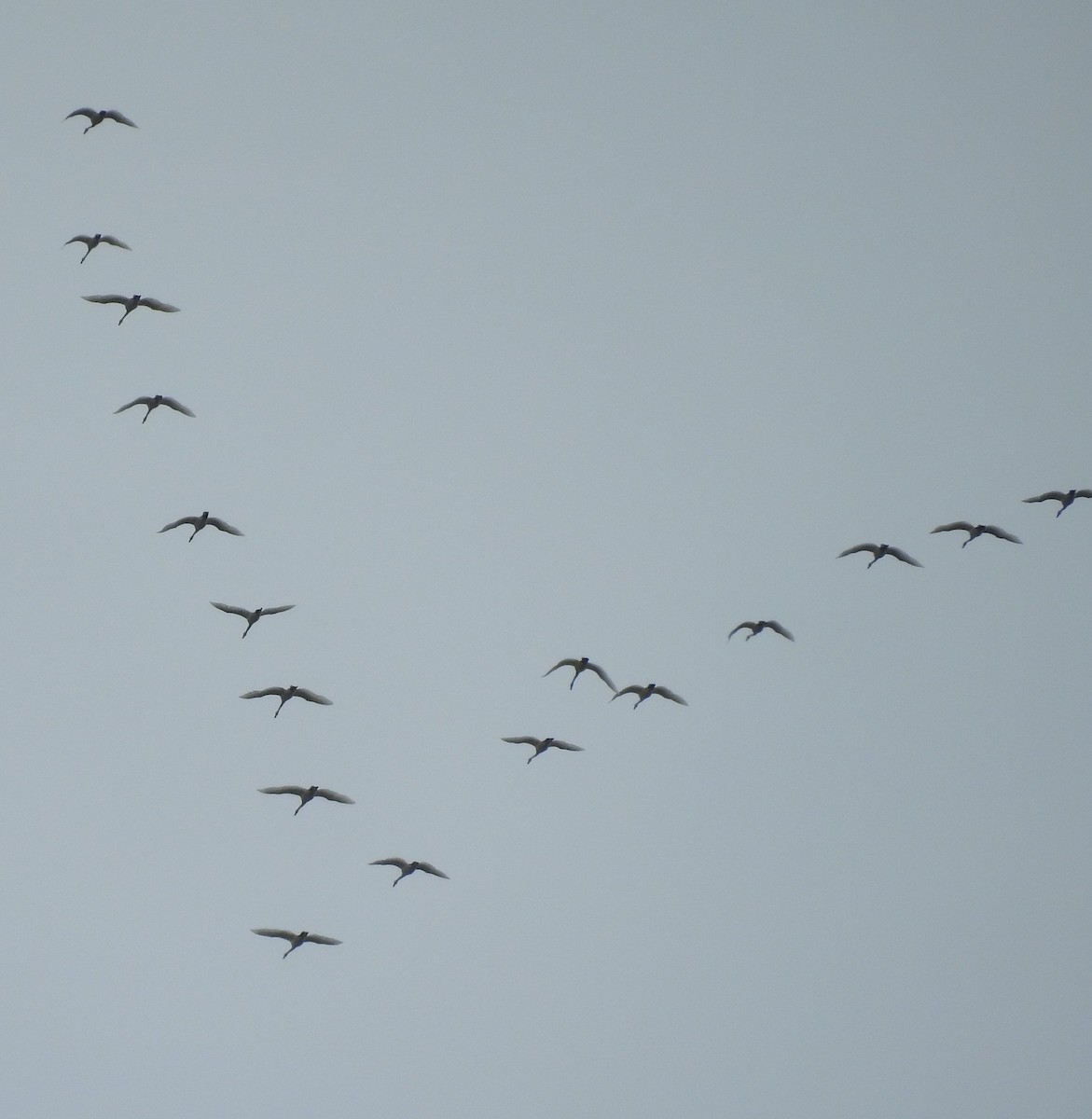 Trumpeter Swan - ML150851971