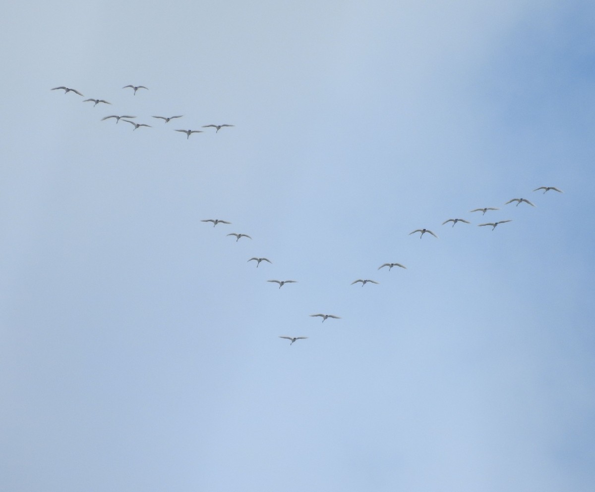 Trumpeter Swan - Shane Sater